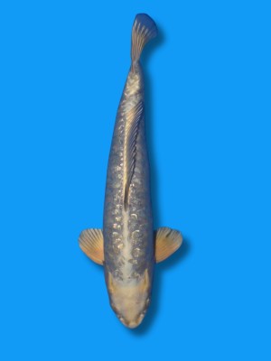 Big Scale Mukashi | Koi&Co.